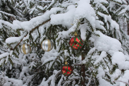 snow on the tree