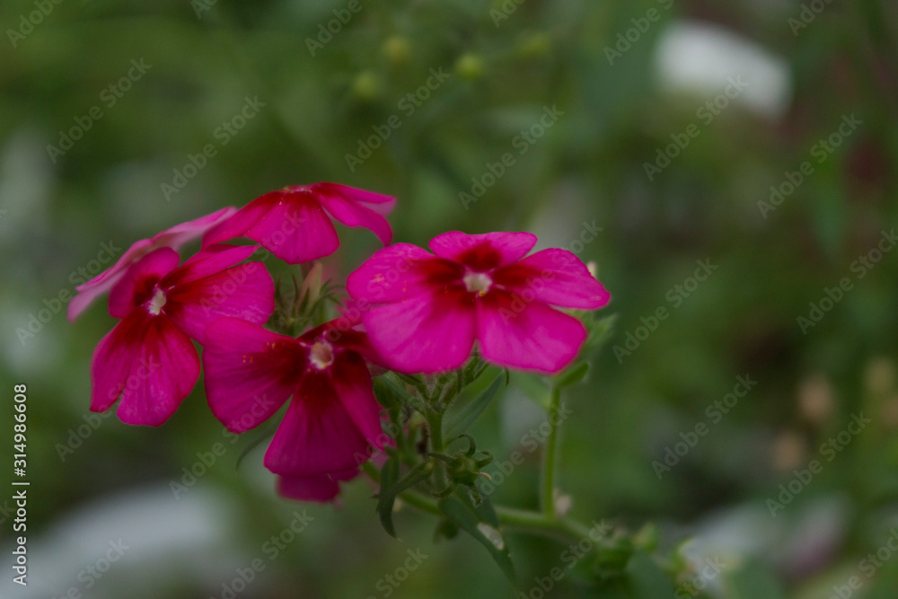 Fototapeta premium Phlox drummondii or garden phlox flowers. Selective focus.