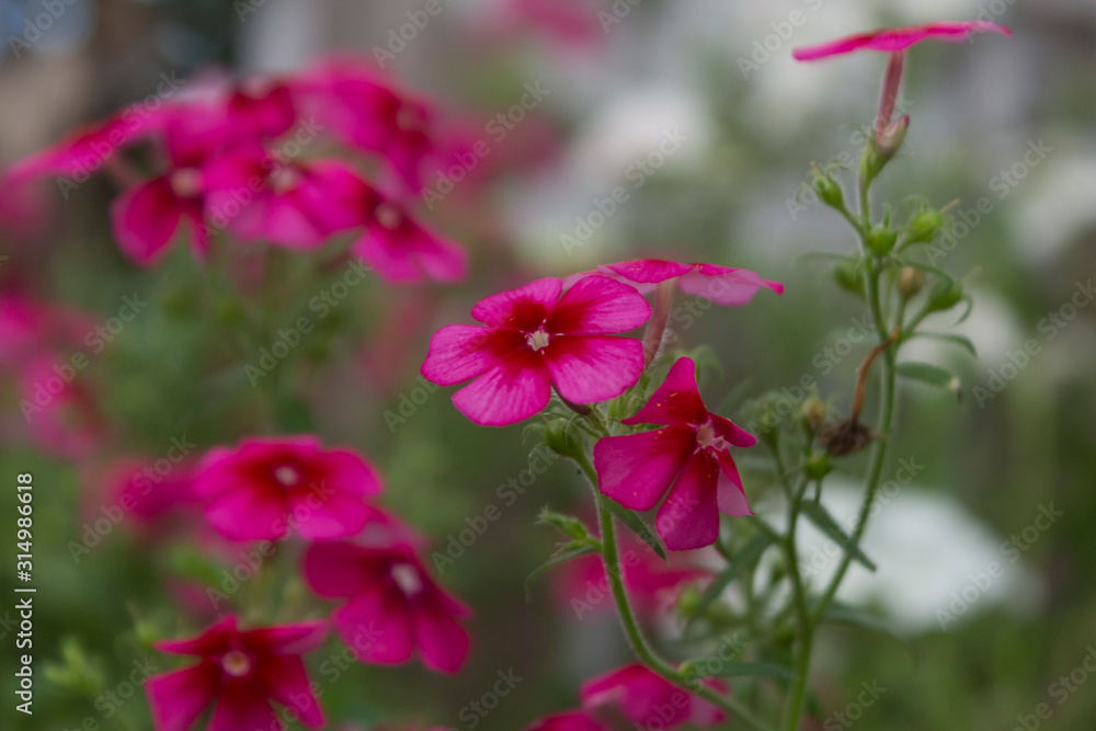 Phlox drummondii or garden phlox flowers. Selective focus. Phlox drummondii or garden phlox flowers. Selective focus.