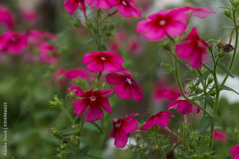 Phlox drummondii or garden phlox flowers. Selective focus. Phlox drummondii or garden phlox flowers. Selective focus.
