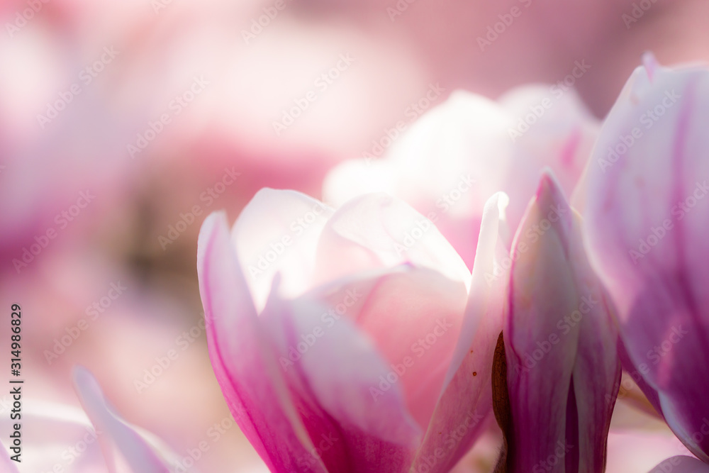 closeup of beautiful shining magnolia flowers blooming in spring. Perfect background shot for mother's Day and Valentines's Day with copy space.