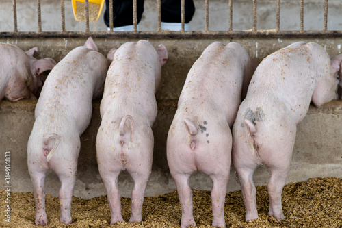Back view of pigs feeding in organic rural farm agricultural. Livestock industry