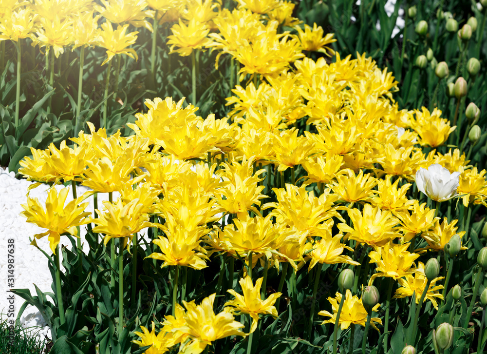 Field of yellow tulips with selective focus. Spring, floral background. Garden with flowers. Natural blooming.