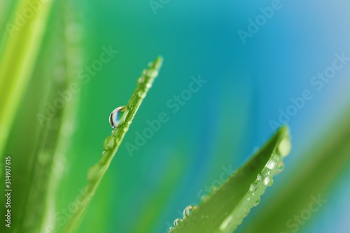 grass stalks close-up in drops of grass on a blurred blue background.Grass in the dew. Lawn in raindrops. Natural freshness. grass texture 