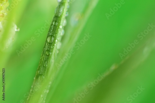grass stalks close-up in drops of grass on a blurred green background.Grass in the dew. Lawn closeup in raindrops. grass texture 