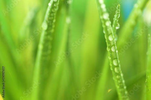 grass stalks close-up in drops of grass on a blurred green yellow background.Grass in the dew.Lawn closeup in raindrops. Natural freshness. grass texture 