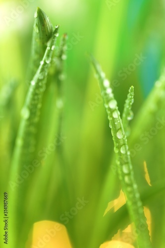 grass stalks close-up in drops of grass on a blurred green yellow background. Lawn closeup in raindrops. Natural freshness. grass texture 