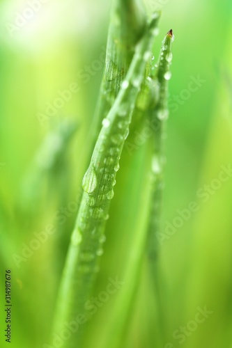 grass stalks close-up in drops of grass on a blurred green yellow background.Grass in the dew.Lawn closeup in raindrops. Natural freshness. 
