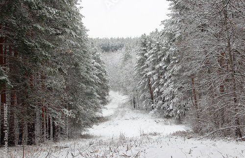 Glade in the pine forest. The trees are covered with heavy snow.