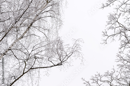 Wallpaper Mural Tree branches covered with snow against the sky in a winter day. Natural abstract background Torontodigital.ca