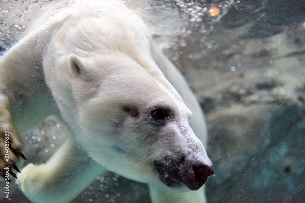 Φωτογραφία 旭山動物園の白クマ