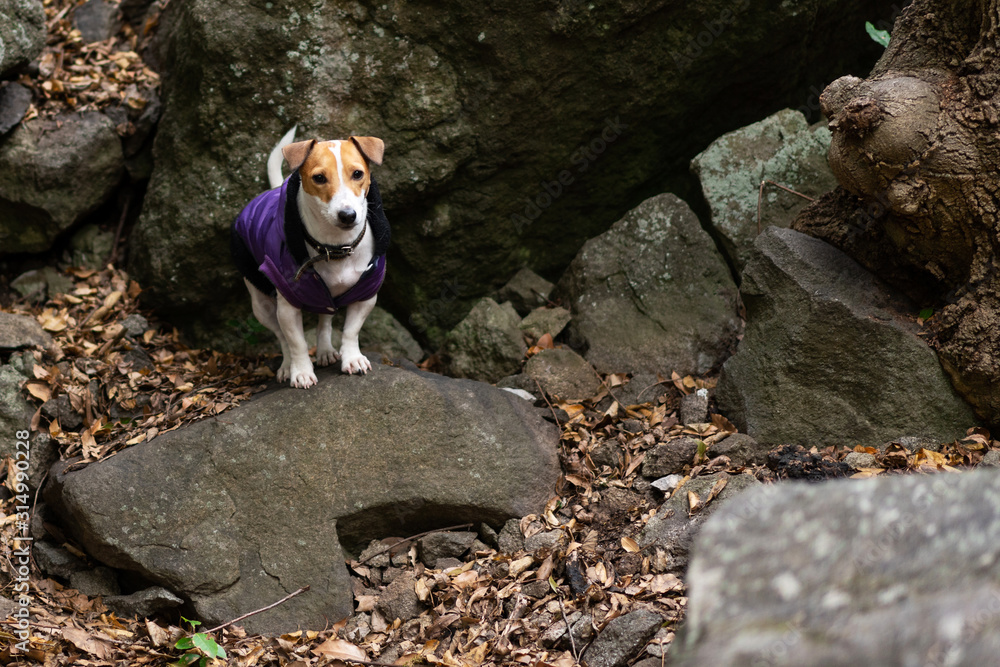 smooth-haired jack russell terrier is standing on a stone and looking at the camera