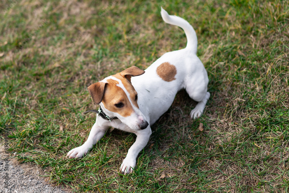 smooth-haired jack russell terrier plays on the lawn, runs and has fun smooth-haired jack russell terrier plays on the lawn, runs and has fun