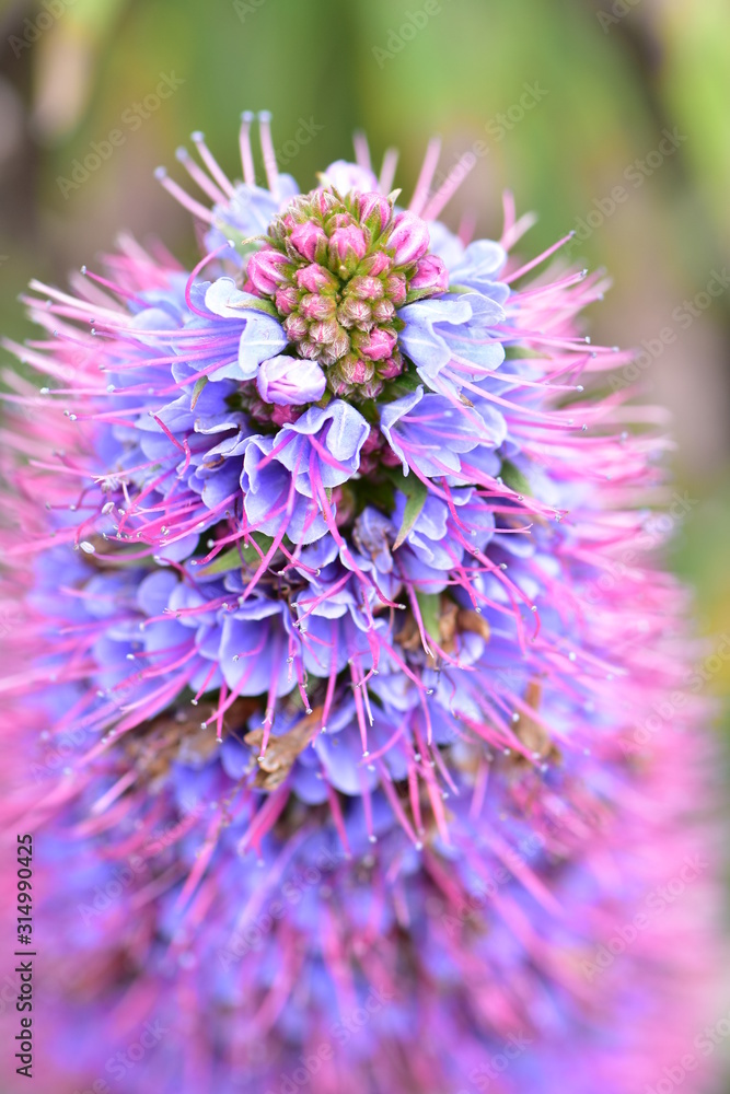 Close up detail of top of conical compound flower with blue petals and purple filaments. Close up detail of top of conical compound flower with blue petals and purple filaments.