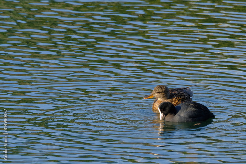 duck in the water © Matthewadobe