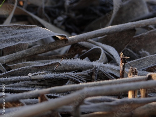 branches of a tree
