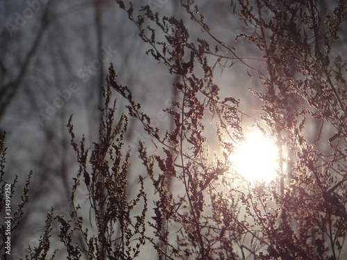 branches of a tree