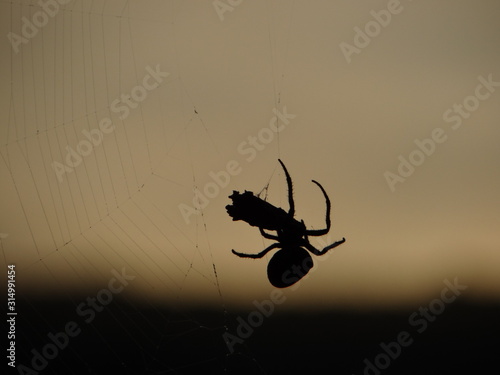 silhouette of spider