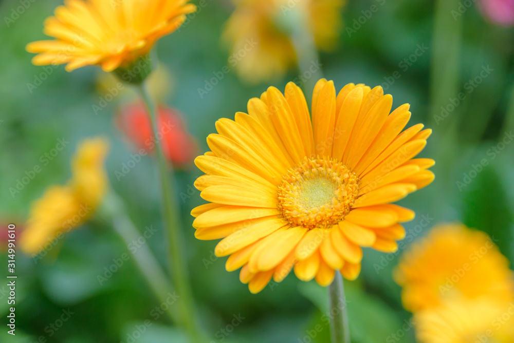 Beautiful yellow flower with blurred background in garden. Copy space Beautiful yellow flower with blurred background in garden. Copy space