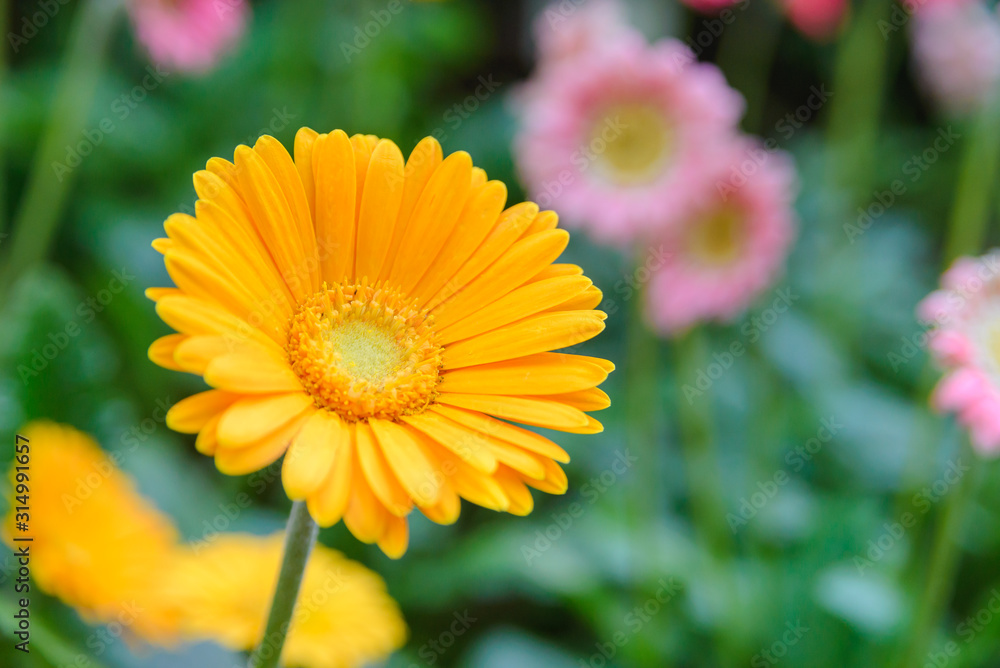 Beautiful yellow flower with blurred background in garden. Copy space Beautiful yellow flower with blurred background in garden. Copy space