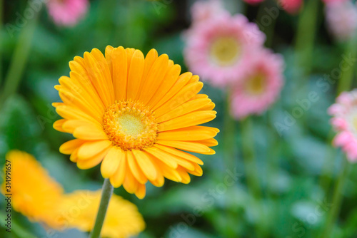 Beautiful yellow flower with blurred background in garden. Copy space