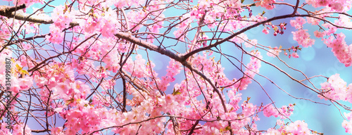 leuchtende kirschbaumblüten