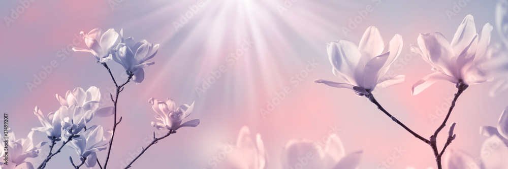 Fototapeta magnolienblüten in der sonne