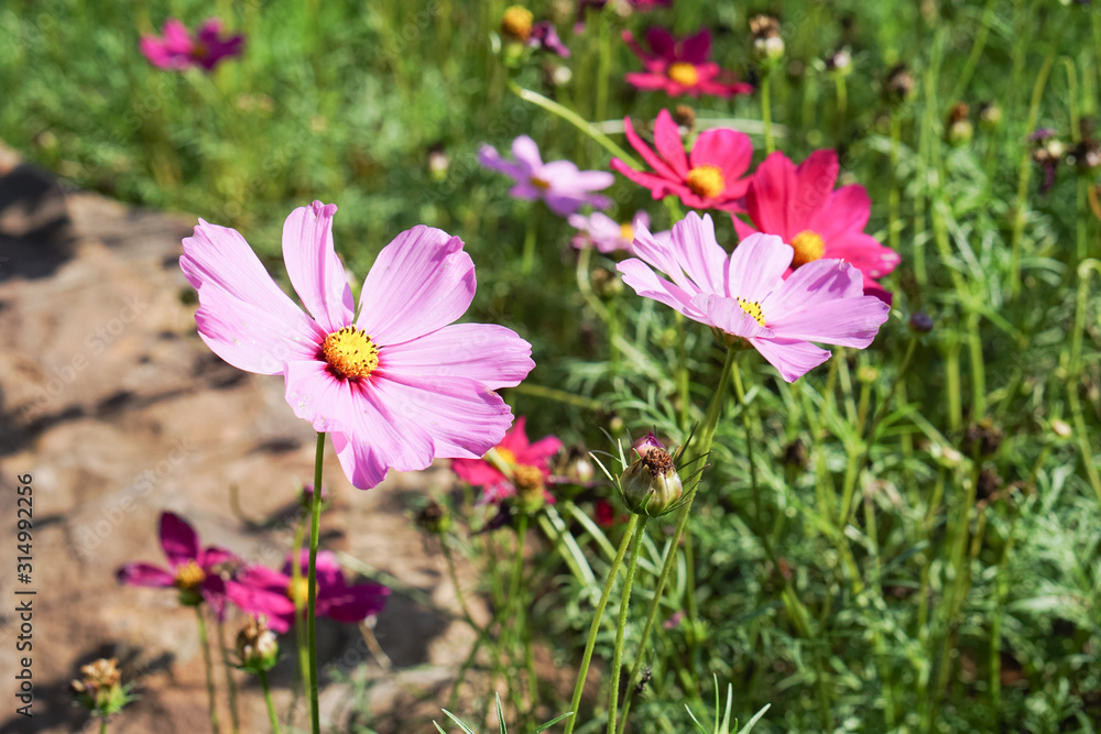spring time, beautiful cosmos flowers are blossoming on green meadow against sunlight with copy space spring time, beautiful cosmos flowers are blossoming on green meadow against sunlight with copy space