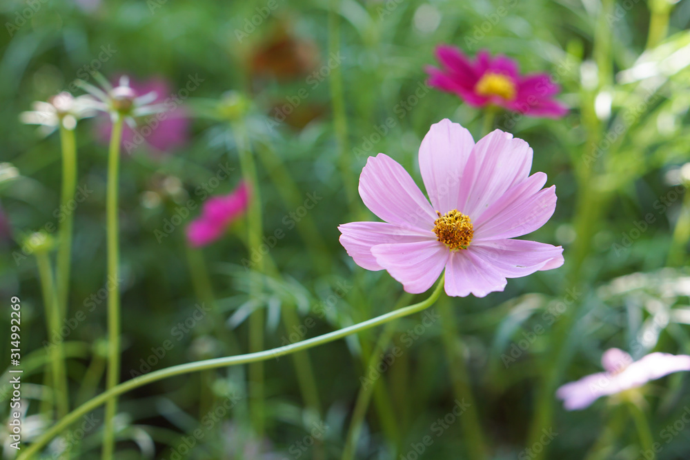 spring time, beautiful cosmos flowers are blossoming on green meadow with copy space spring time, beautiful cosmos flowers are blossoming on green meadow with copy space