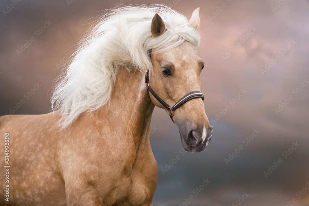 Obraz premium Palomino horse with long mane portrait in motion
