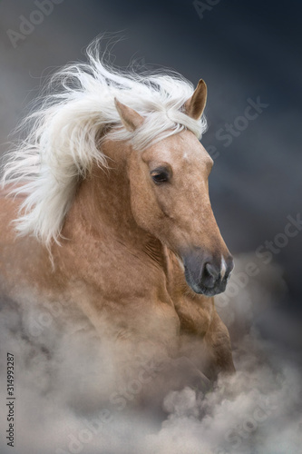 Palomino horse with long mane portrait in motion  on desert sandy dust