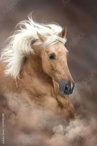 Palomino horse with long mane portrait in motion on desert sandy dust