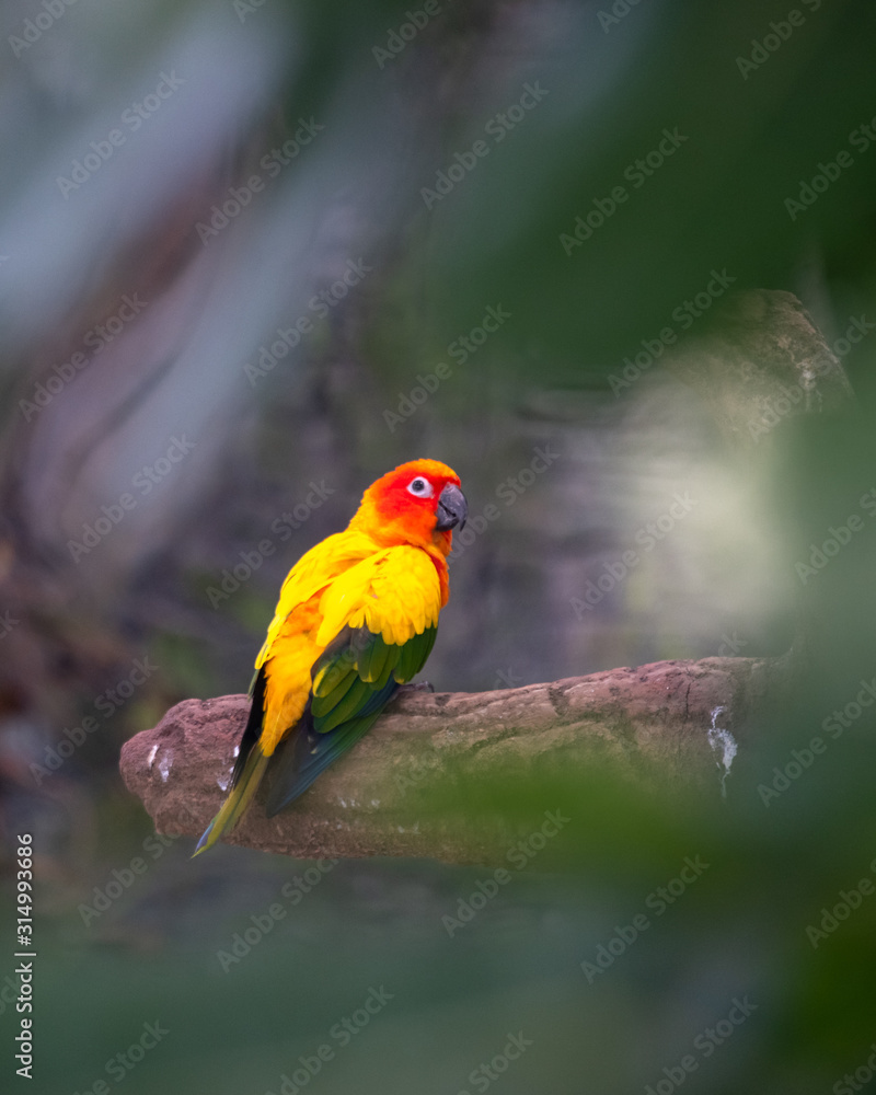 Parrot on wooden stick