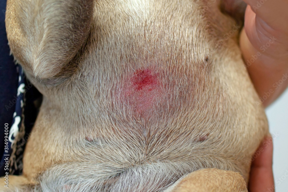 Belly with wound caused by scratching on animal skin of short haired