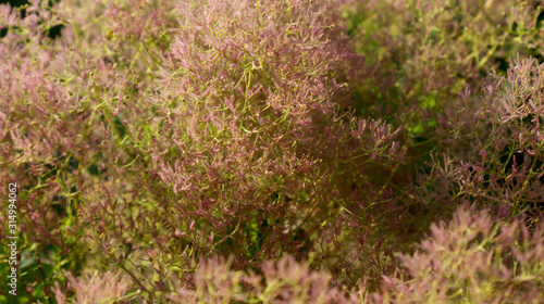 beautiful fluffy pink Cotinus plant with green rounded stems on a sunny summer day on a blurry background