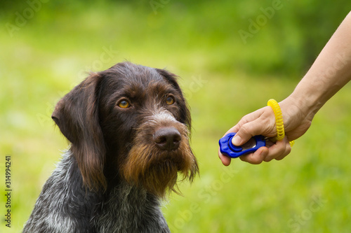 Obraz na płótnie training a young hunting dog with a clicker