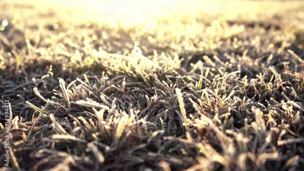 Amazing morning sunrise with hoarfrost on grass. Beautiful sunlight hitting frozen grass in a park in munich. Winter season atmosphere. Amazing morning sunrise with hoarfrost on grass. Beautiful sunlight hitting frozen grass in a park in munich. Winter season atmosphere.