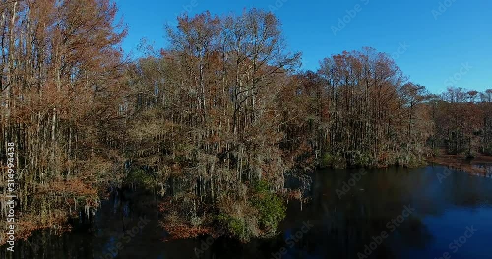 Spinning around a large Bald Cypress, which sits in a lake. Spinning around a large Bald Cypress, which sits in a lake.