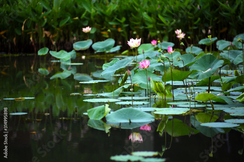 Summer pond full of beautiful lotus flowers