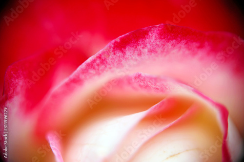 Close up shot of pink rose petals with a little white markings, full of romantic colors