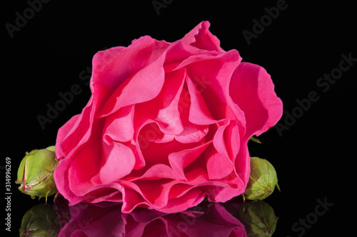 Single flower of pink rose with buds  isolated on black background