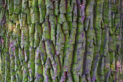old tree bark texture