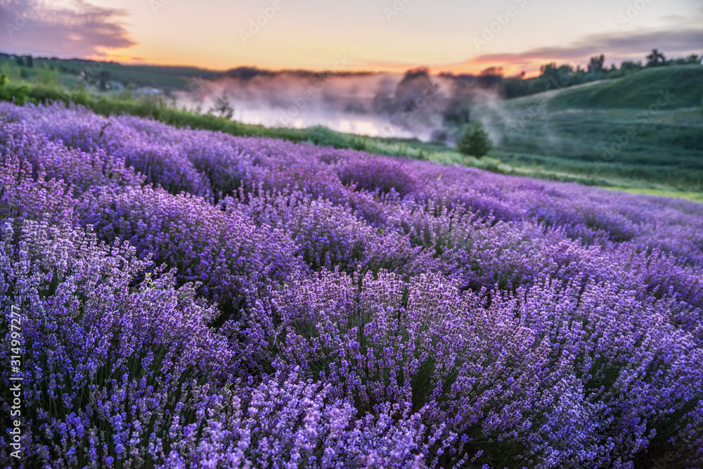 Colorful flowering lavandula or lavender field in the dawn light. - obrazy, fototapety, plakaty 