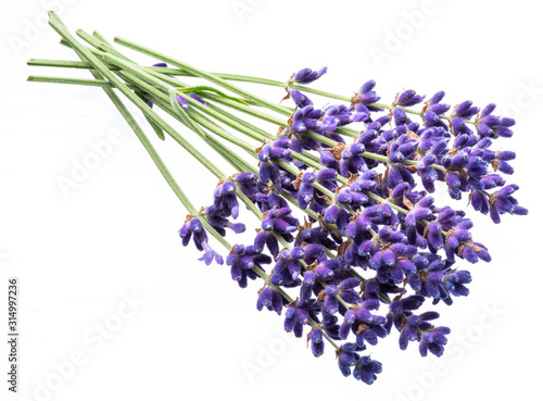 Bunch of lavandula or lavender flowers isolated on white background.