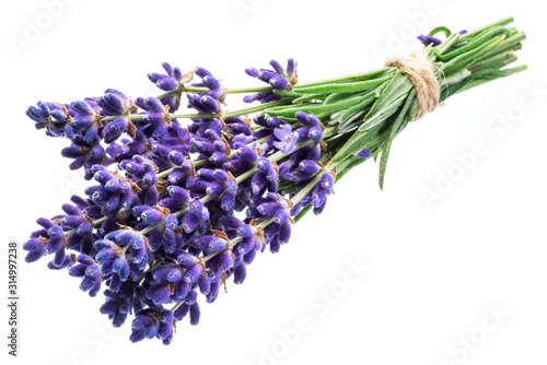 Bunch of lavandula or lavender flowers on white background.