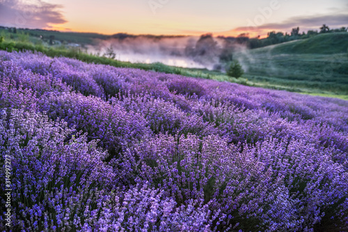 Colorful flowering lavandula or lavender field in the dawn light. © volff