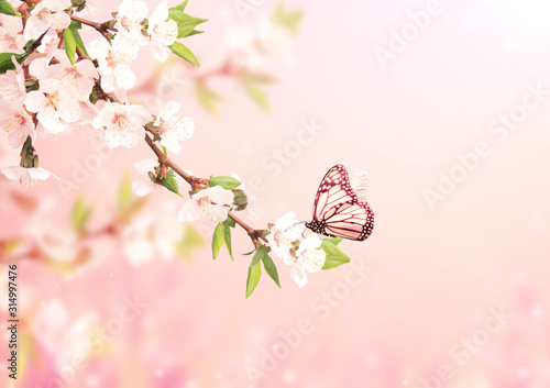 Canvas Print Beautiful magic spring scene with cherry flowers and butterfly