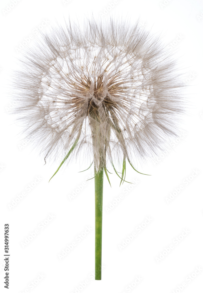 Salsify seed heads isolated on white background.