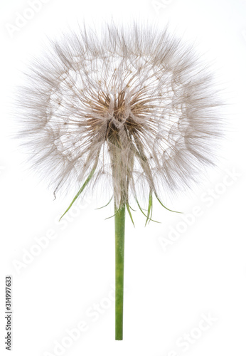 Salsify seed heads isolated on white background.
