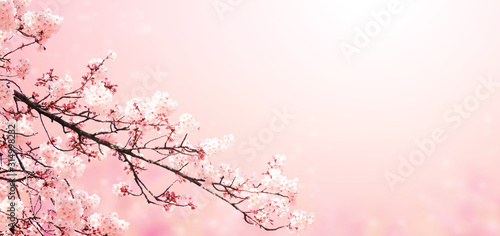 Fotografiet Beautiful magic spring scene with sakura flowers
